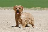 NORFOLK TERRIER 005